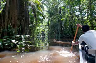 Paddle a canoe along the Añangu Creek, Amazonia