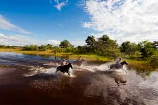 Motswiri Camp