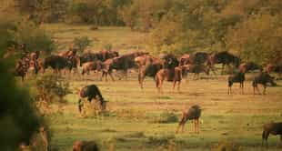 Mara Eden Safari Camp