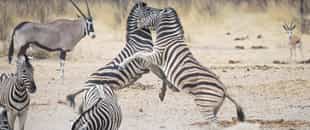 Sheya Shuushona Lodge