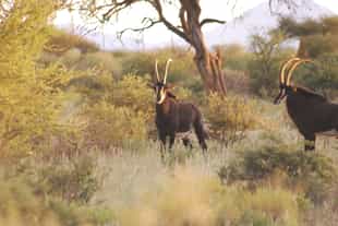 Immenhof Guest Farm