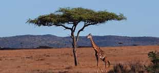 Lake Manyara Hotel