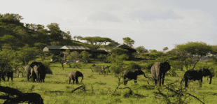 Grumeti Migration Camp