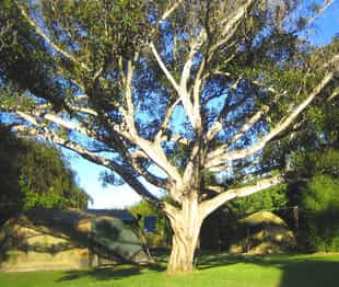 Magnolia Guest House
