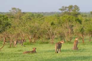 Ndzhaka Tented Camp