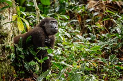 Republic of the Congo
