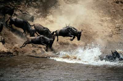 Witness the Great Migration in the Serengeti