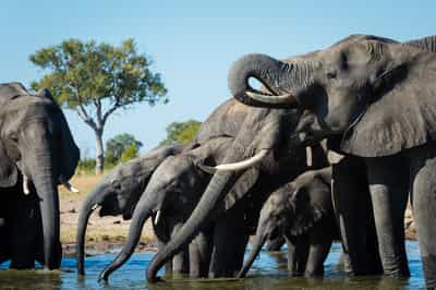 Witness the huge elephant herds of Hwange