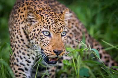 Search for the leopards of South Luangwa