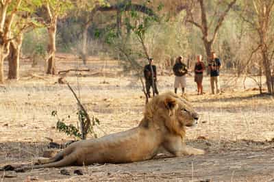 Go on a guided walking safari along Lower Zambezi 
