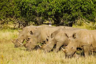 Go on a walking safari in Zululand