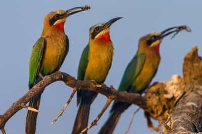 Go birdwatching in Luambe National Park