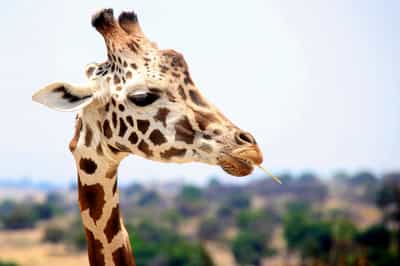 Safari and Wine: the ultimate Combo