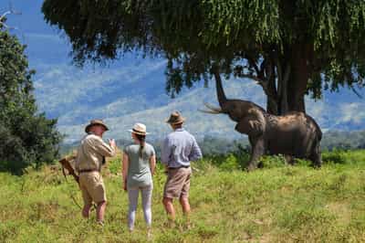 Go on a guided walking safari in Mana Pools