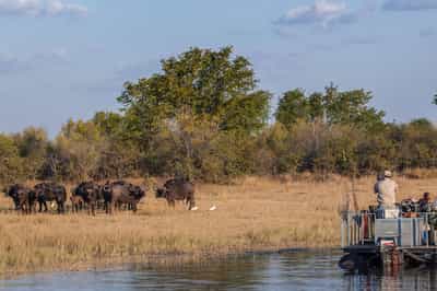 Gaze at wildlife from a boat safari on Lake Kariba