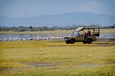Track Lake Nakuru's wildlife on a game drive
