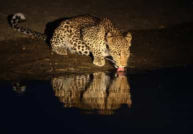 Spot wildlife on a night game drive in Samburu