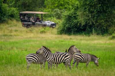 Track the Akagera's wildlife on a game drive