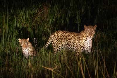Spot wildlife on a night game drive in Akagera