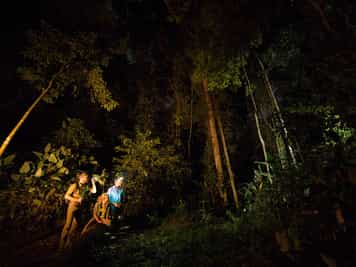 Go on a forest night walk in Dzanga-Sangha
