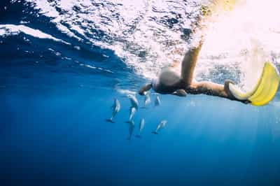 Swim with a pod of dolphins in Mauritius