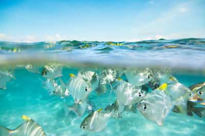 Dine at sea & snorkel the waters of Weligama Bay