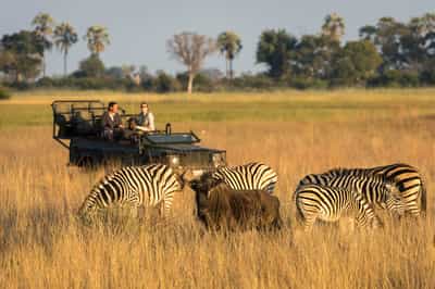 Track the Savuti's wildlife on a game drive