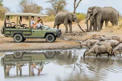 Track Ngorongoro crater's wildlife on a game drive