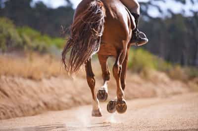 Explore Tulbagh on horseback