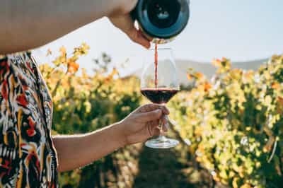 Go wine tasting in Robertson