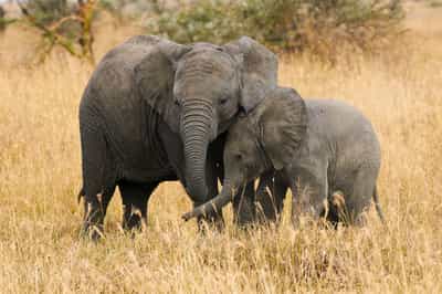 Enjoy a big five safari drive in Zululand