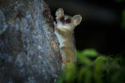 Keep your eyes peeled on a night hike in Kirindy