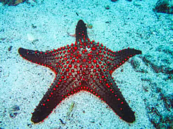 Swim in the Galapagos Marine Reserve, Santa Cruz