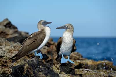 Explore Moreno Point near Elizabeth Bay