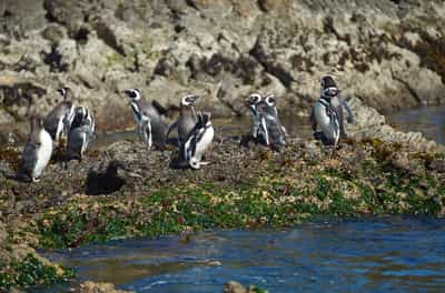 Visit the Islotes de Puñihuil Natural Monument