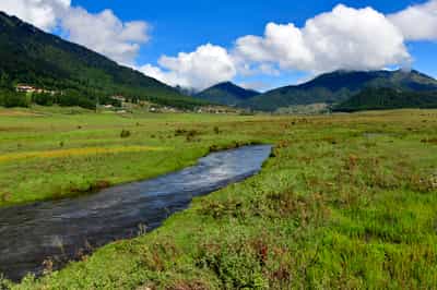 Walk along the Gangtey Nature Trail in Gangtey