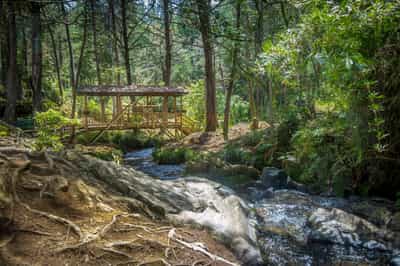 Visit the nature reserve of Arvi Park, Medellin
