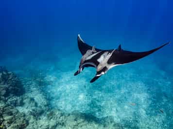 Snorkel with manta rays & whale sharks in Khao Lak