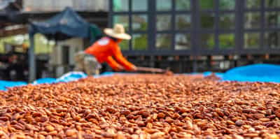 Get an in depth tour of a local coffee farm