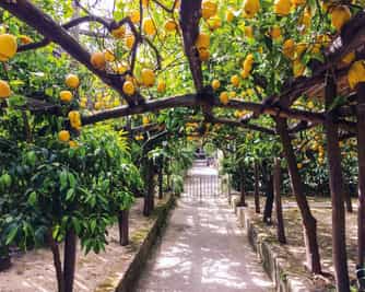 Harvest, Cook & Dine on the Amalfi Coast