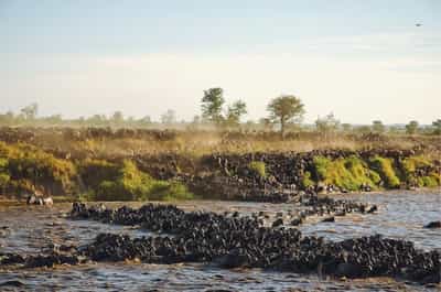 Masai Mara
