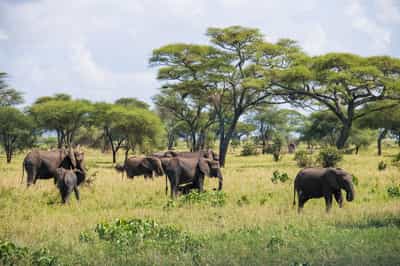 Tarangire