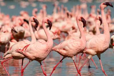 Lake Naivasha