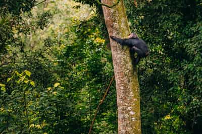 Nyungwe