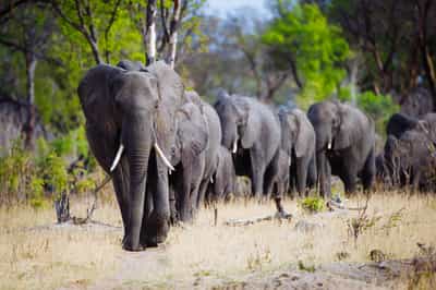 Hwange