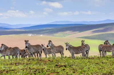 Nyika