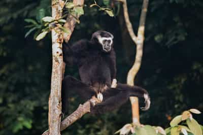 Cardamom Mountains