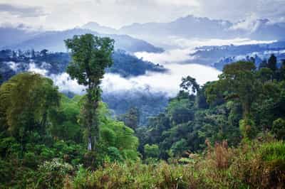 The Cloud Forest