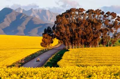 Tulbagh