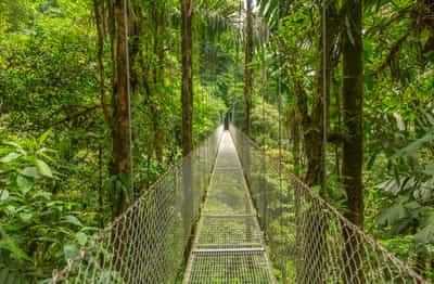 Monteverde Cloud Forest